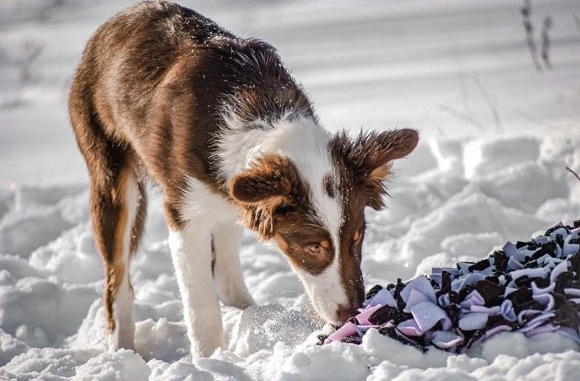 Clinique Vétérinaire Truffe Et Cie Inc